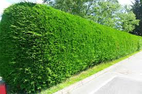 Choisissez les espèces de bambous que se plaisent le mieux dans un bac et profitez de leur feuillage et de leurs cannes dépaysantes sur le balcon, la terrasse ou même dans un coin du jardin ! Tout Savoir A Propos Des Plantations D Arbustes Pour Une Haie Brise Vue