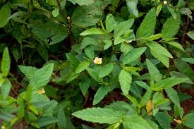 Image result for Sida acuta