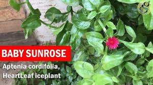 Blooms all summer, adds a different texture to your succulent collection, and is very easy to care for. Baby Sunrose Plant Care And Propagation From Cuttings Aptenia Cordifolia Heartleaf Iceplant Youtube