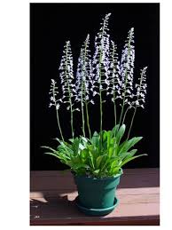 Image result for Disa woodii