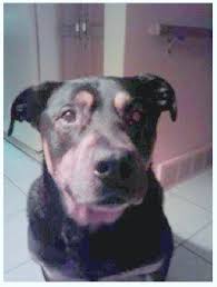 Osteosarcoma is an aggressive cancer that can develop in any bone of the body but the majority is seen in the limbs. Dog Osteosarcoma And Arthritis Gone