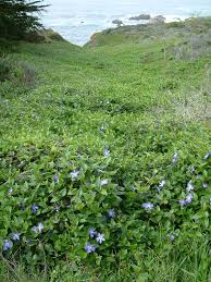 Image result for Vinca major