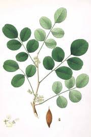Image result for Dalbergia melanoxylon