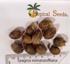 Image result for Syagrus romanzoffiana