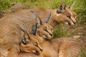 Family Guy Rule34: The Surprisingly Diverse Art Styles - LeakLab