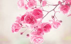 40 Beautiful Flower Wallpapers For Your Desktop Mobile And Tablet Hd Wallpapers Pink Flowers Wallpaper Pink Flowers Background Beautiful Flowers Images