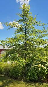 Image result for Nyssa sylvatica