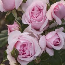 La parola più votata ha 6 lettere e inizia con p. Rosa Petit Trianon Meigideon Vendita Internet Rose Meilland