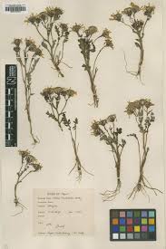Image result for Senecio pleistocephalus
