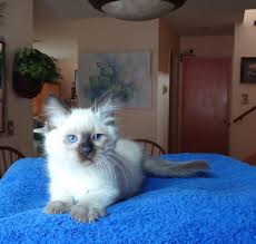 Our beautiful siamese, balinese, and oriental kittens have wonderful temperaments and are bred to meet and exceed the breed standard. Traditional Balinese Cats And Kittens