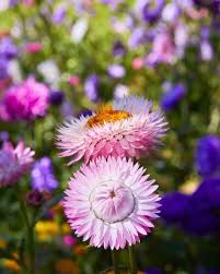 Image result for Helichrysum geminatum