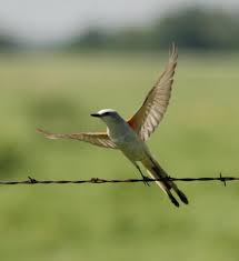 Birds Native To Oklahoma Scissor Tailed Flycatcher Saw These In Oklahoma When I Lived There Flycatcher Pretty Birds State Birds