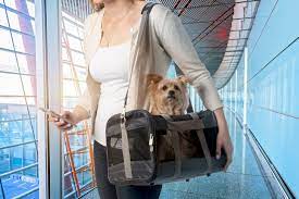 Having a small dog makes flying even easier because you're usually allowed to take him in cabin. Best Airlines For Pet Travel And Dog Airline Policies American Kennel Club