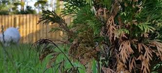 Image result for thuja drying out dead dried symptoms)
