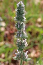 Image result for Stachys aculeolata
