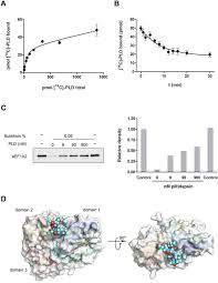 Su nombre es complicado pronunciarlo, plitidepsina, pero el resultado el trabajo de investigación con la plitidepsina ha sido fruto de la colaboración entre la empresa española pharmamar y varios. Translation Elongation Factor Eef1a2 Is A Novel Anticancer Target For The Marine Natural Product Plitidepsin Scientific Reports