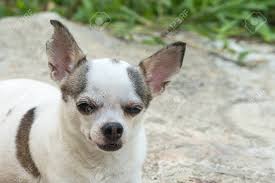 The chihuahua terrier mix is a cross of a terrier breed and a chihuahua, also known as jack chi or jack russell chihuahua mix. Portrait Of White Short Haired Chihuahua Dog Stock Photo Picture And Royalty Free Image Image 57897263