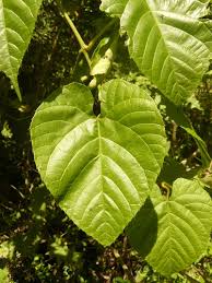Image result for Cissus petiolata