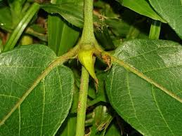 Image result for Keetia gueinzii