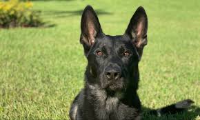 Que tiene alto precio o valor. El Homenaje Al Perro Policia Que Murio Tras Tiroteo En Florida Infobae