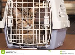 cat in cage ile ilgili gÃ¶rsel sonucu