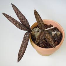 Image result for Oeceoclades