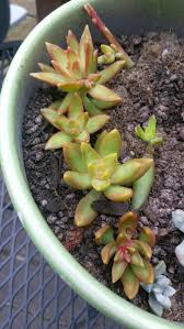 Here is the original propagation video : Feeling Happy About My Sedum Album On Imgur
