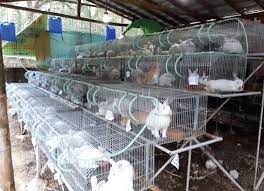 The most important thing especially when you are going for a breeding on a lastly you got to take up one thing in mind that if you do grasp in a franchise, there is no point to start off with a scratch. Raising Rabbits Can Be A Low Cost But Profitable Business Agriculture Monthly