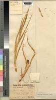 Image result for Urochloa brachyura