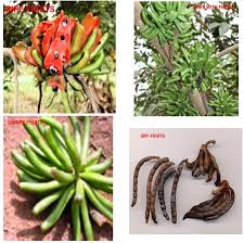 Image result for Xylopia aethiopica