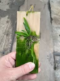 Image result for Cyrtorchis