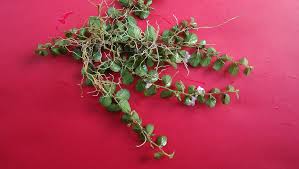 Image result for Evolvulus nummularius