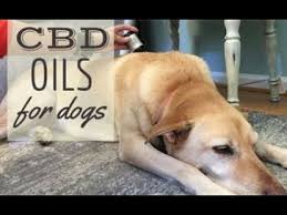 Cbd liposome hemp oil 300 is mixed with sustainably sourced wild alaskan red pollock oil to elevate your dog's diet and help produce a lustrous coat. Best Cbd Oil For Dogs An All Natural Way To Ease Anxiety And Pain Caninejournal Com