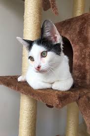 Click here to read all about the best cat trees and cat towers on the market today. Looking To Adopt A Pet Here Are 3 Cuddly Kittens To Adopt Now In San