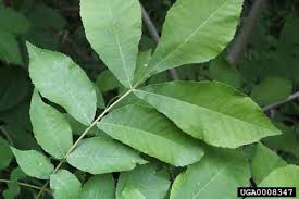 Bitternut hickory has an excellent flavor superior to shagbark, imho. Shagbark Hickory Another Tasty Local Nut Msu Extension