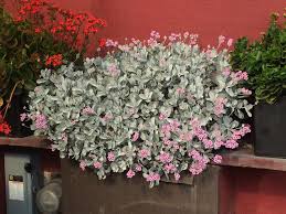 Image result for Kalanchoe pumila