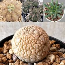 Image result for Tridentea marientalensis