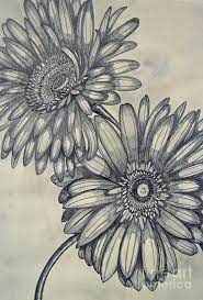 The painting may be purchased as wall art, home decor, apparel, phone cases. Gerbera Daisies Drawing By Cecilia Stevens