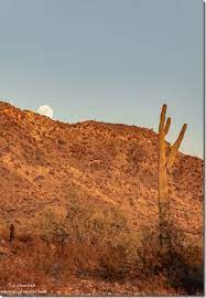 We understand your concerns, and we are here to reveal everything that you need to know about the cactus plant and dogs so that you can take appropriate measures to protect. Wickenburg Archives Geogypsy