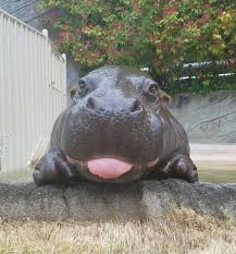 Lustige Bilder Webfail Fail Bilder Und Fail Videos Cute Baby Animals Cute Animals Funny Animal Photos