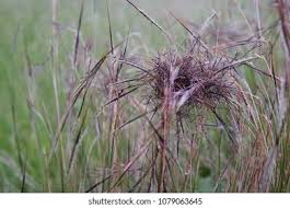 Image result for Heteropogon