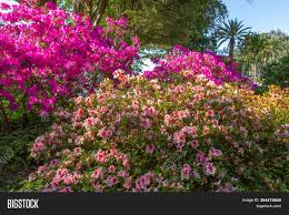 If you are looking for flowers to plant in spring, this collections of plants will be sure to brighten up your yard this spring. Tropical Garden Image Photo Free Trial Bigstock