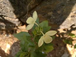 Image result for Ecbolium clarkei