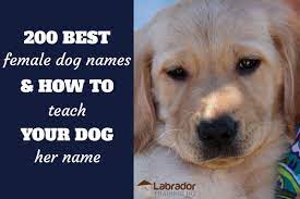 Choosing a name for your female puppy or dog requires a little inspiration and plenty of thought. 200 Best Female Dog Names And How To Teach Your Dog Their Name
