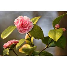 The autumn bonfire has rich green foliage and creates an intense display of vivid true i purchased quite a few flowers and shrubs from home depot. Encore Azalea 1 Gal Autumn Sunburst Shrub Coral Pink Whitetrimmed Blossoms Bloom Spring Summer And Fall Sbaz002 The Home Depot Azalea Flower Flowers Azalea Shrub