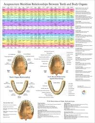 Acupuncture Meridian Teeth And Body Organs Poster