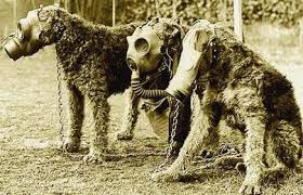 Mais en réalité, il y a eu beaucoup d'animaux même si les différentes armées se servent toutes de ces animaux, les traitements varient considérablement d'un belligérant à l'autre. Un Monument Aux Animaux Morts A Paris A Nous Paris