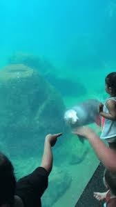 See How I Can Animated Gif Humorsgifs See How I Can Animated Gif Funny Dog Faces Funny Dog Videos Rare Albino Animals