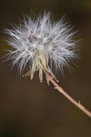 Image result for Launaea cornuta