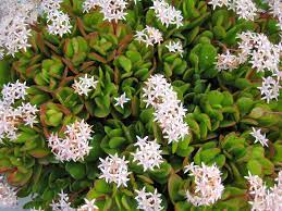 No matter what climate you live in, with the proper care, a jade plant can grow at certain times of the year, this jade plant can grow pink flowers. Jade Plant Flowers Plantscapers